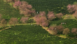 Tourists flock to the tea hill to take photographs.